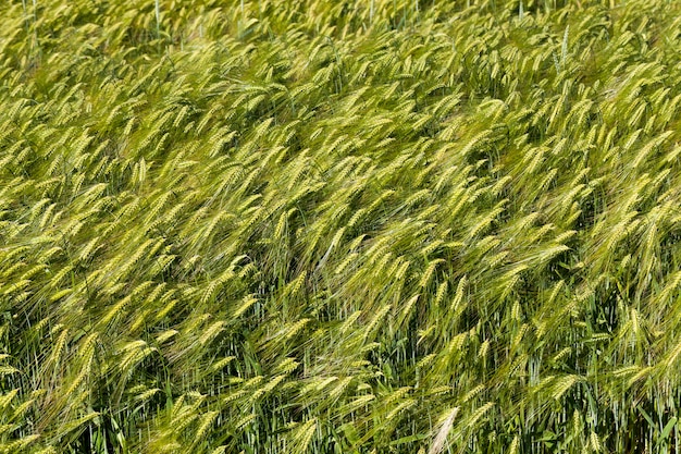 農業分野の夏季ライ麦植物、緑色の未熟ライ麦小穂のあるライ麦畑