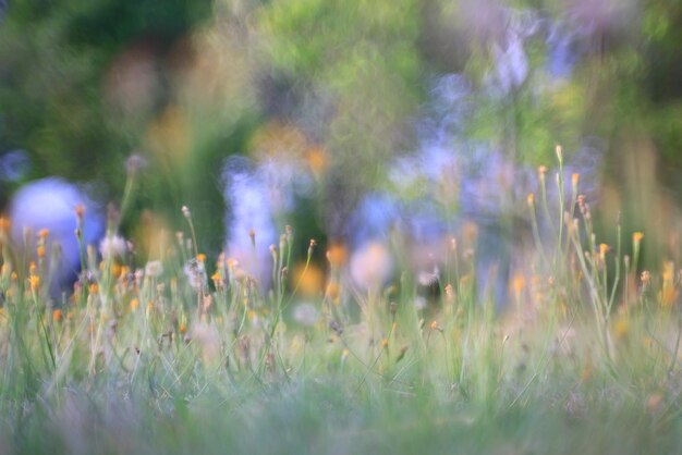 summer seasonal field sun background bokeh grass sunset abstract