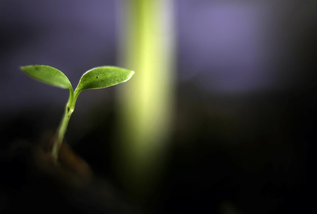 Summer seedling seed sunflower