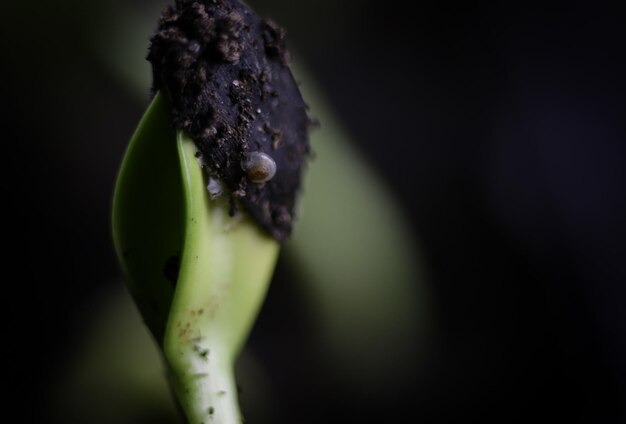 Summer seedling seed sunflower