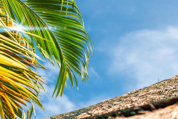 Photo summer sky and palm leaves on a tropical island