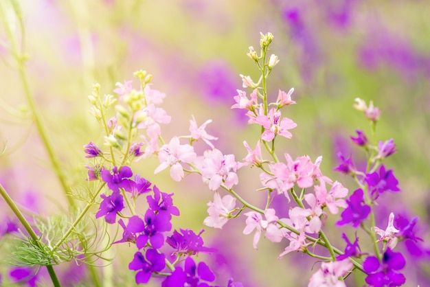 Summer space with flowers. Purple and pink wild flowers