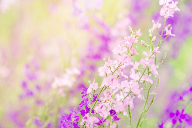 Summer space with flowers. Purple and pink wild flowers