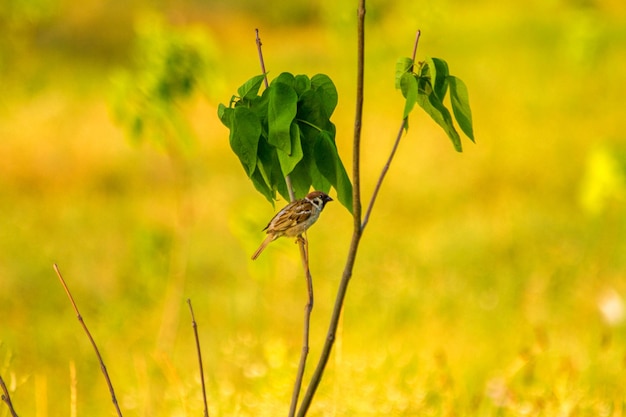 The summer of sparrow sitting on a branch