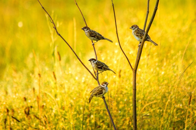 The summer of sparrows sitting on a branch