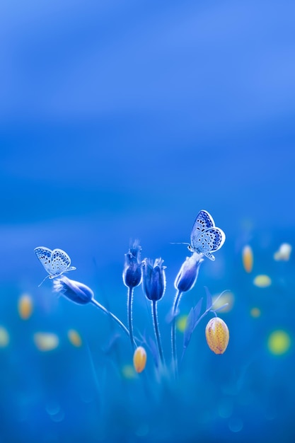 Summer spring background Wild yellow flowers and beautiful blue butterflies Copy space