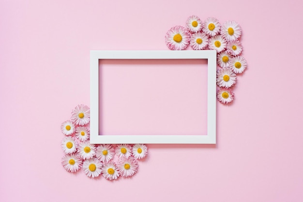 summer or spring composition on a pink background daisy flowers with a white frame with a top view of the copy space summer spring flower concept