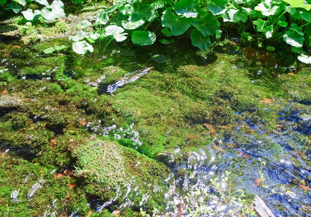 Summer stream with moss covered stones at bottom in forest