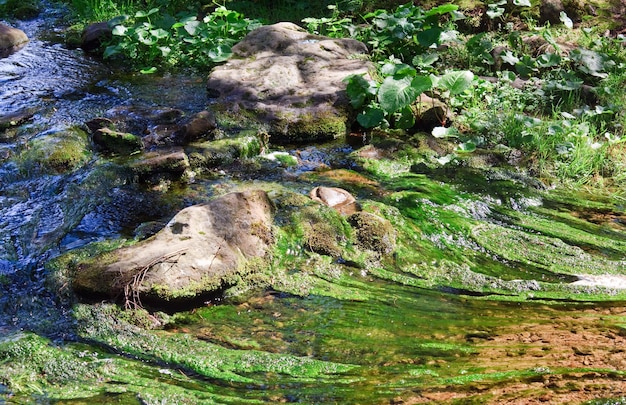 森の中の石や藻類と夏の小川