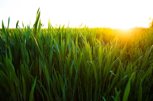 녹색 밀 필드의 농업 풍경 위에 빛나는 여름 태양 일몰에 젊은 녹색 밀