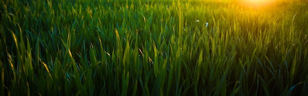 녹색 밀 필드의 농업 풍경 위에 빛나는 여름 태양 일몰에 젊은 녹색 밀