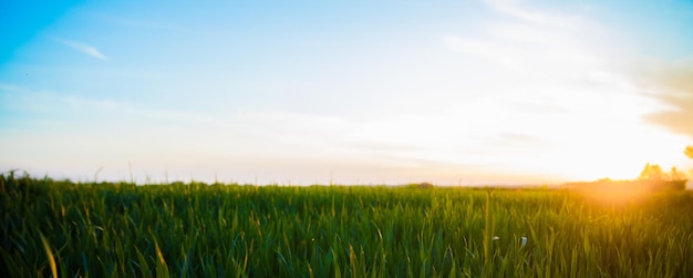 Summer Sun Shining Over Agricultural Landscape Of Green Wheat Field Young Green Wheat In Sunset