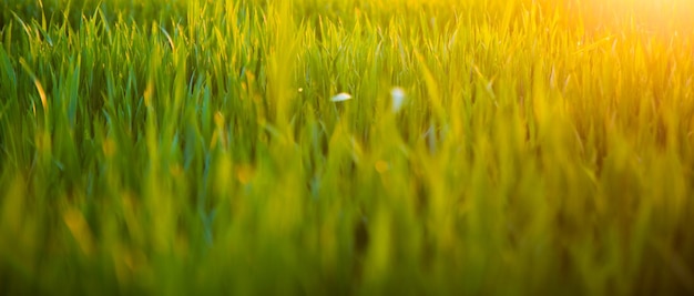 Summer sun shining over agricultural landscape of green wheat field young green wheat in sunset