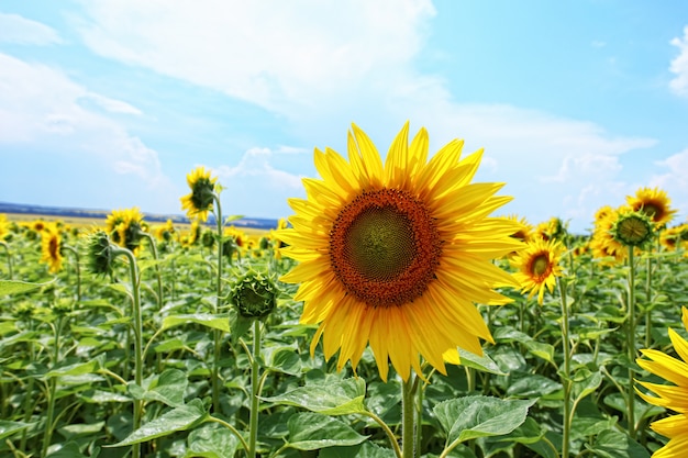 summer sunflower in the field against the blue sky