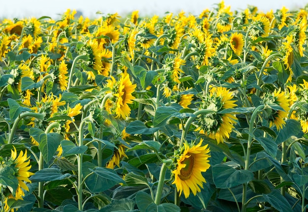 Summer sunflowers  (Helianthus annuus)field