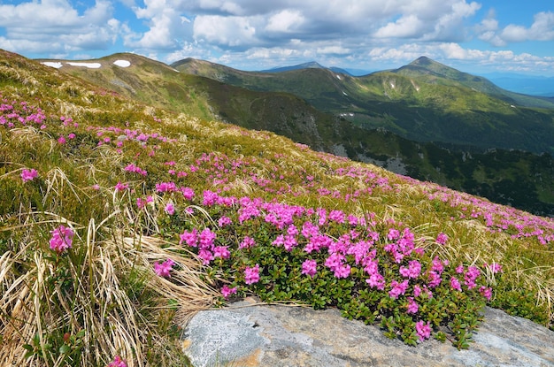 山の夏の晴れた日。ブルーミングバレー。ピンクのシャクナゲの花。カルパティア山脈、ウクライナ、ヨーロッパ