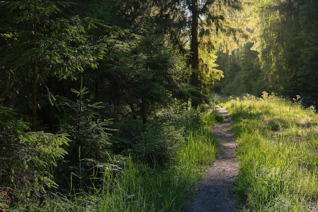 Summer sunny forest