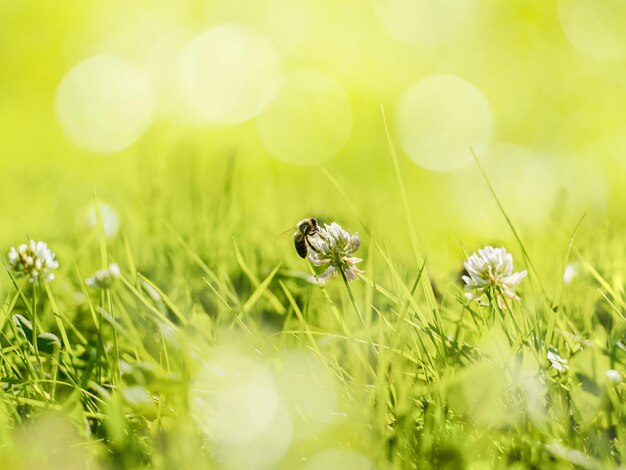 Summer sunny natural landscape background