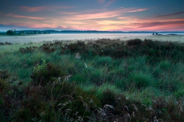 summer sunrise over marsh