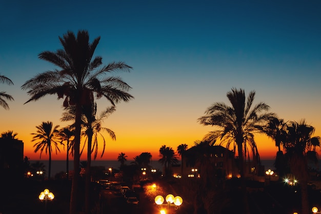 Summer sunset at a coastline with palm tree