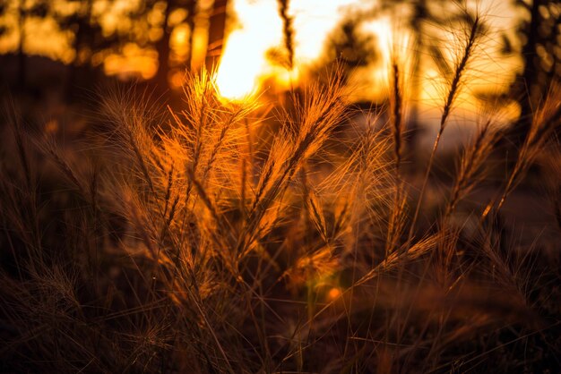 Summer Sunset Meadow