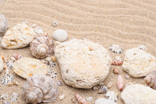 Superficie estiva di conchiglie di pietre di sabbia di mare