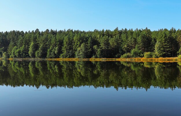 Summer symmetry and harmony landscape with green woods its reflection in river water clear blue sky