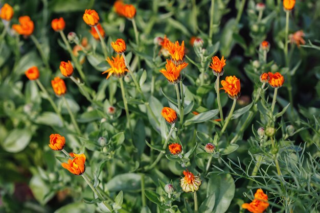 Summer table with growing flowers calendula