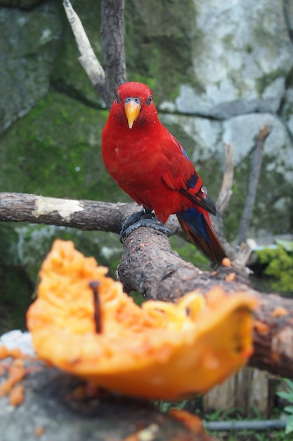 Summer tanager eating the fruits