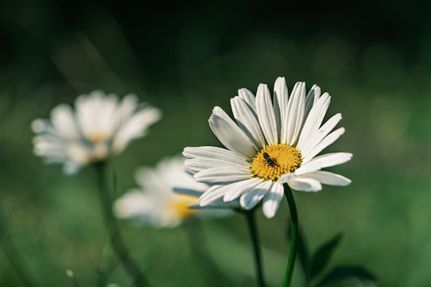 Summer time, insect pollinates chamomile, flower background with daisies