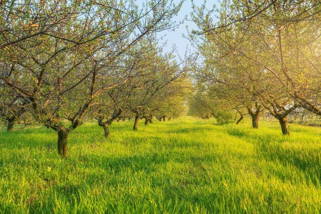 Summer tree alley