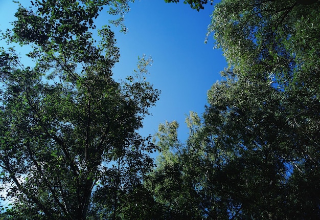 Summer tree branches nature background