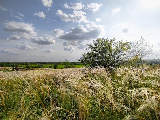 summer tree in green field High quality photo