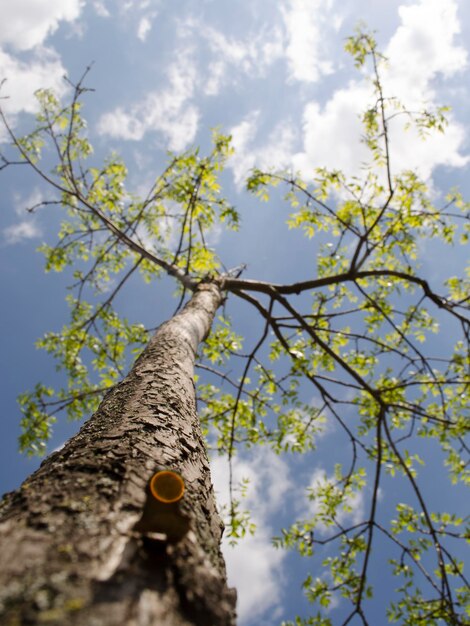 Summer tree in the sun rays