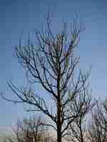 Photo summer tree in the sun rays