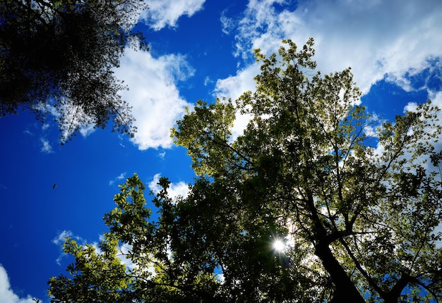 Summer trees under daylight clouds landscape