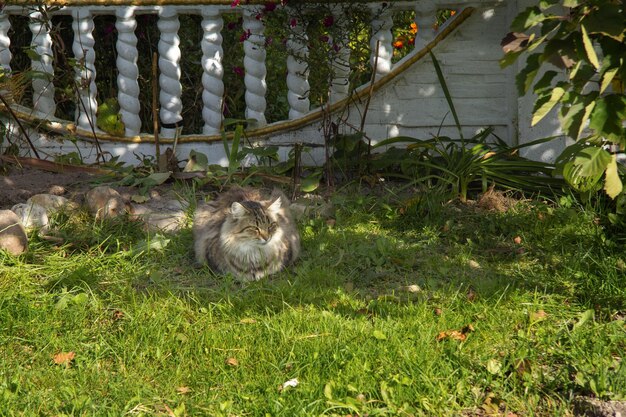 In the summer a tricolored cat sits on the grass Rear fence