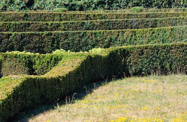 Summer trimmed boxwood in park hillside on a green grass lawn