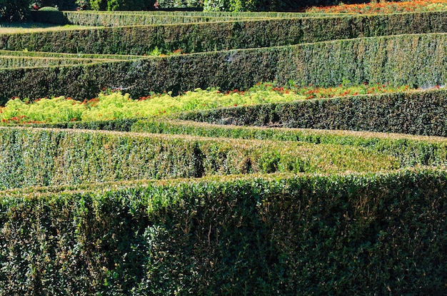 Summer trimmed boxwood in park hillside on a green grass lawn