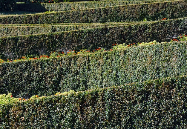 Summer trimmed boxwood in park hillside on a green grass lawn