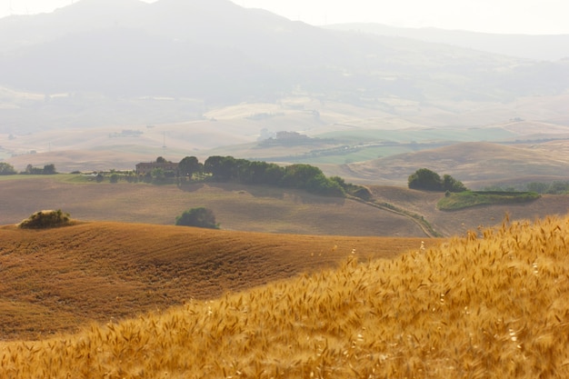 Summer trip to the vineyards and cypress trees. View of the green and yellow hills in Tuscany in Italy.