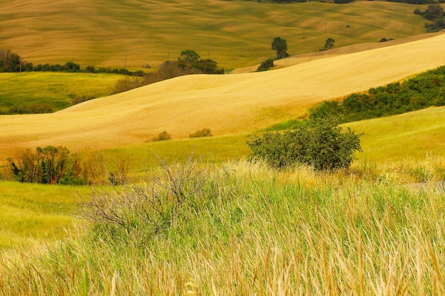 Summer trip to the vineyards and cypress trees