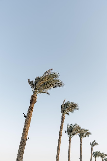 Summer tropical coconut palm trees against blue sky Neutral background Summer and travel concept