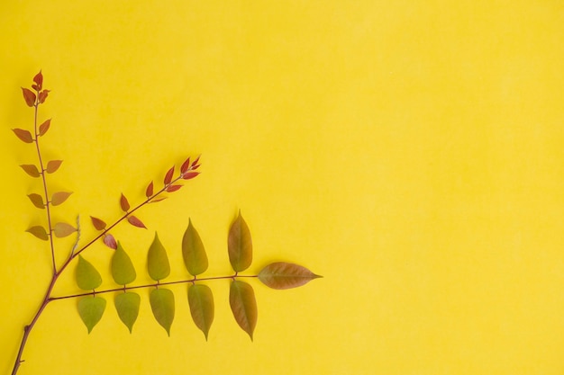 Photo summer tropical composition. colored leaves on yellow paper background. summer concept. colored leaves isolated on a yellow background.