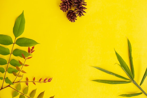 Summer tropical composition. Flowers pine cones and colored leaves on a yellow paper background. Summer concept. Flowers pine cones and colored leaves isolated on a yellow background.