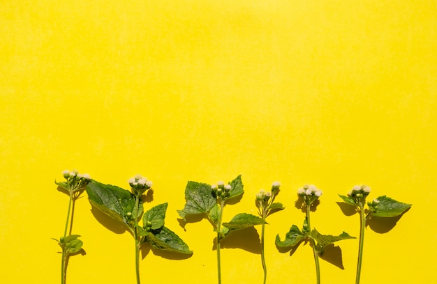 Composizione tropicale estiva. foglie verdi e fiori bianchi su uno sfondo di carta gialla. concetto di estate. foglie verdi e fiori bianchi isolati su sfondo giallo