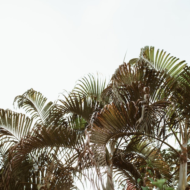 Summer tropical green coconut palm trees against white sky. Isolated minimal with vintage and retro warm colors