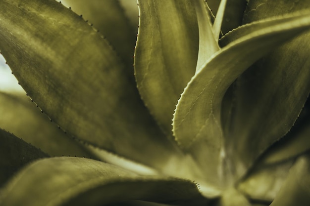 Summer tropical green palm leaf natural background close up