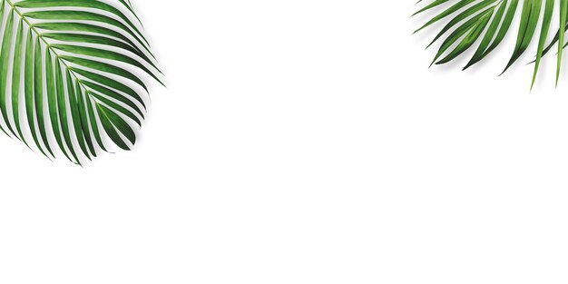 Photo summer tropical leaves on white background with copy space