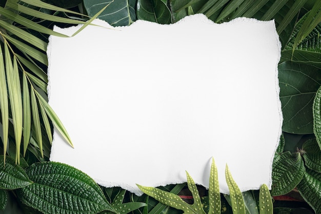 Summer tropical mix leaves background  with blank white paper , top view, copy space